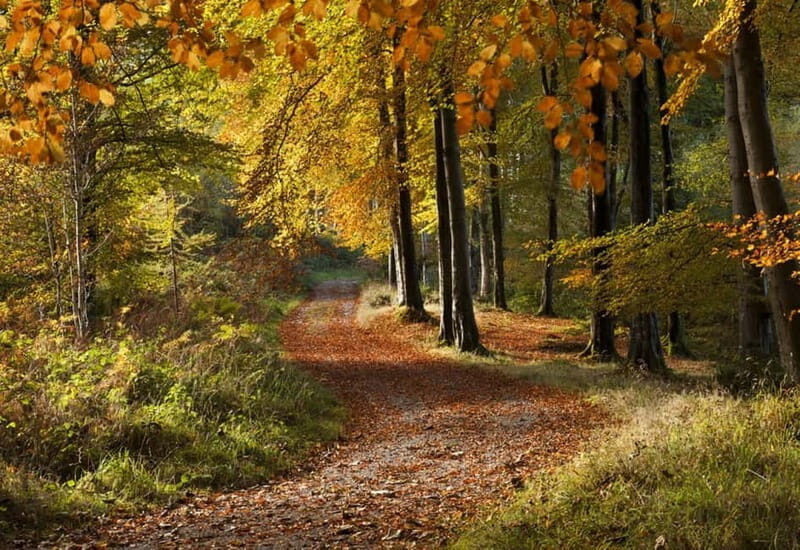 Newcastle: Game of Thrones - Tollymore Forest Trek - The Experience and Guide