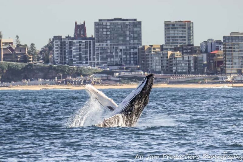 Newcastle: Humpback Whale Watching Cruise and Harbor Tour - Key Points