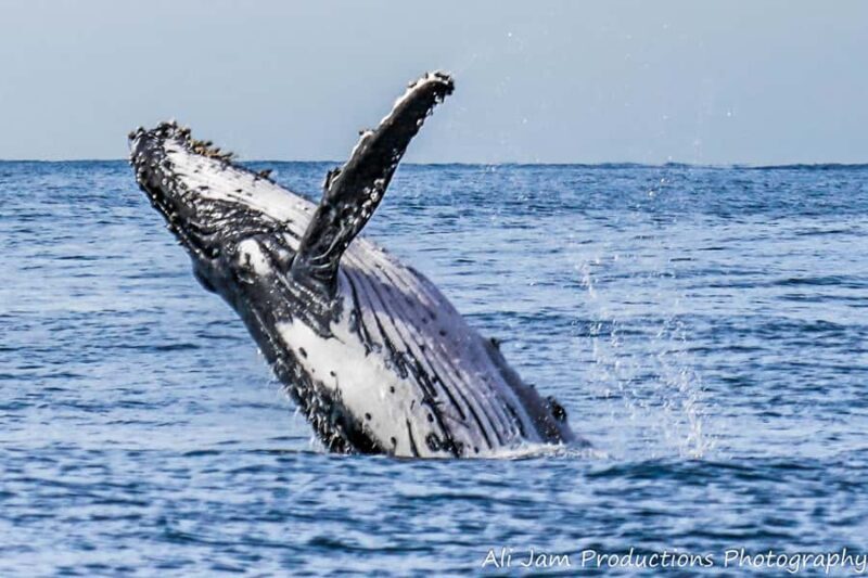 Newcastle: Humpback Whale Watching Cruise and Harbor Tour - What’s the Experience Like?