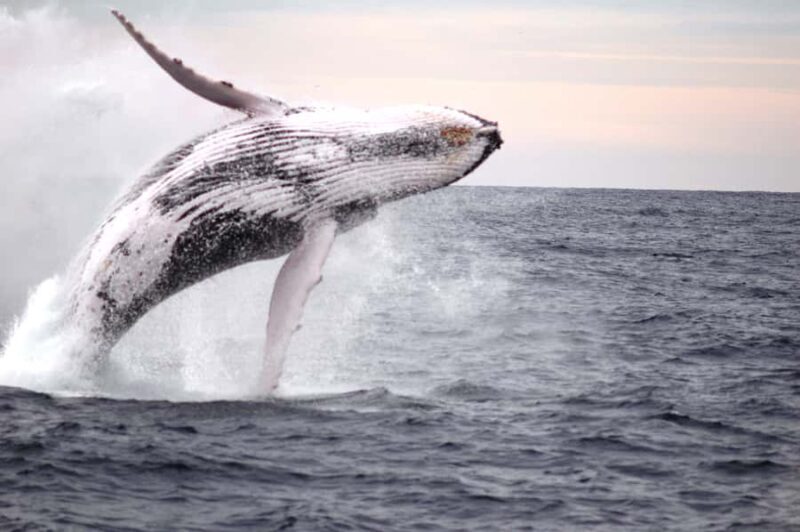 Newcastle: Humpback Whale Watching Cruise and Harbor Tour - What Do Travelers Say?