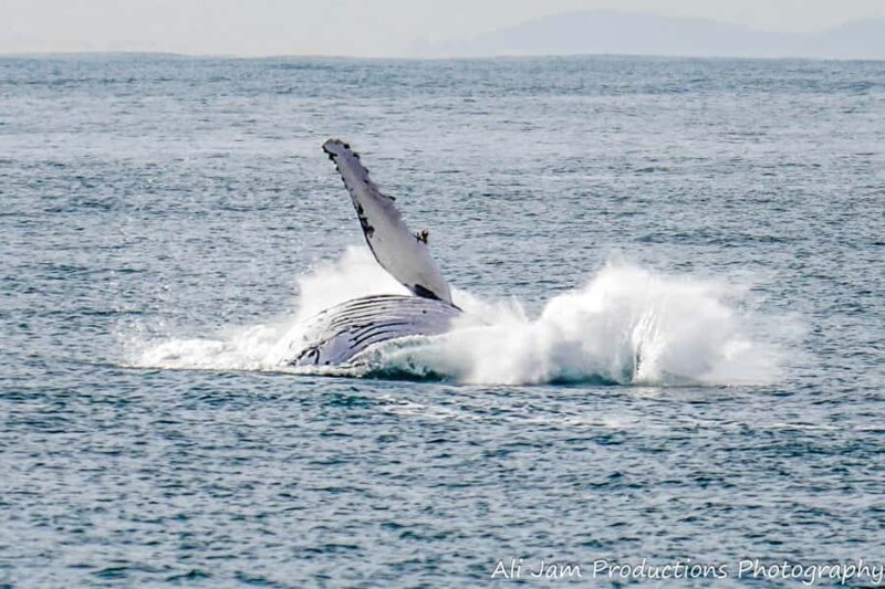 Newcastle: Humpback Whale Watching Cruise and Harbor Tour - How Does It Compare to Similar Experiences?