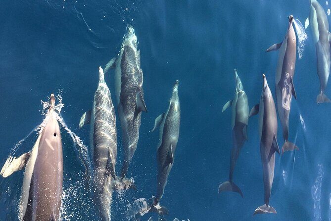 Newcastle: Port Stephens day tour - Dolphins, hike & swim! - FAQs