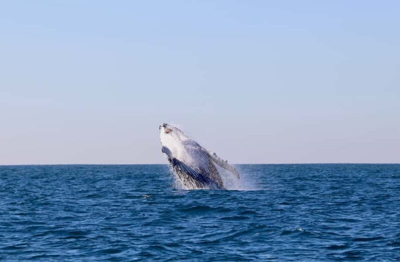 Newcastle: Small Group Humpback Whale Encounter Tour - Key Points