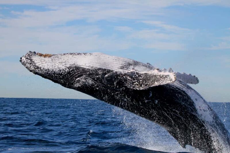 Newcastle: Small Group Humpback Whale Encounter Tour - FAQ