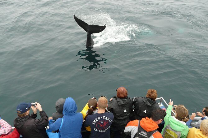 Newfoundland Puffin and Whale Watch Cruise - Wildlife Highlights and Sightings