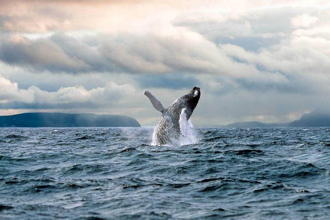 Newfoundland Puffin and Whale Watch Cruise - Price and Value