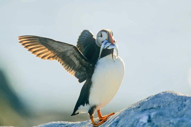 Newfoundland Puffin and Whale Watch Cruise - Seasonal and Weather Considerations