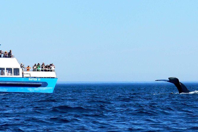 Newfoundland Puffin and Whale Watch Cruise - Who Should Do This Tour?