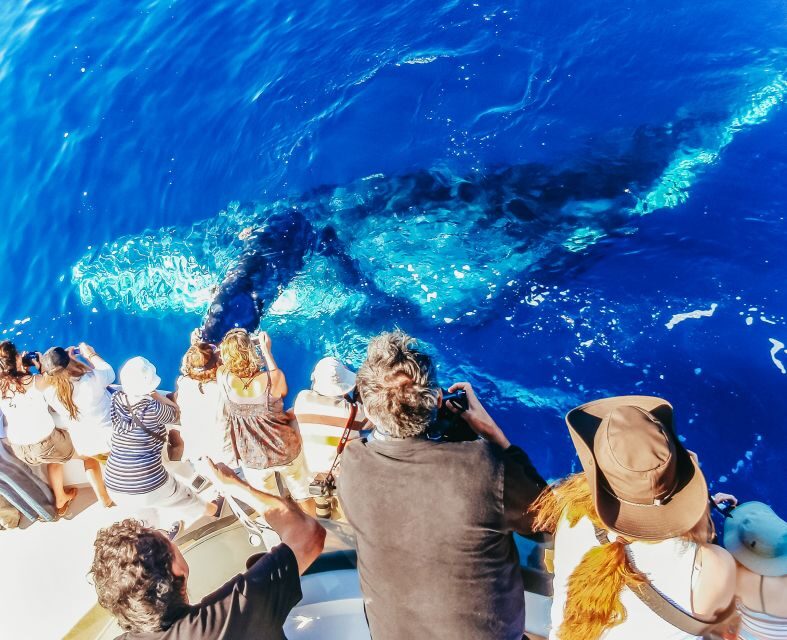 Newport Beach: 2-Hour Whale Watching Tour - Key Points