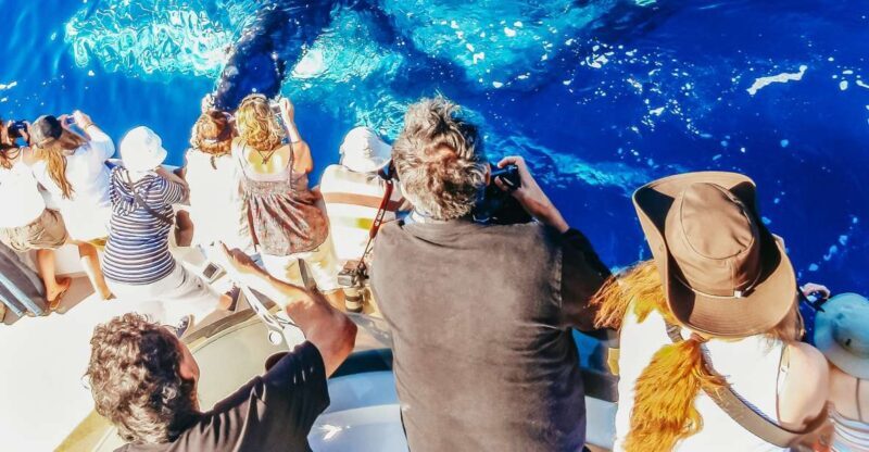 Newport Beach: 2-Hour Whale Watching Tour - What to Expect on Your Whale Watching Adventure