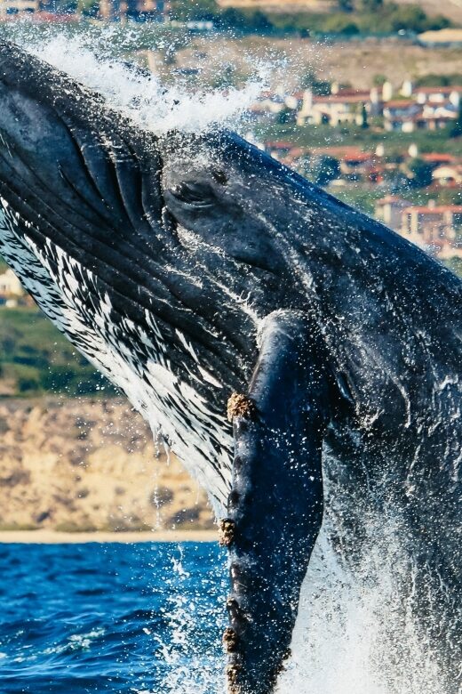 Newport Beach: 2-Hour Whale Watching Tour - Why This Tour Works Well
