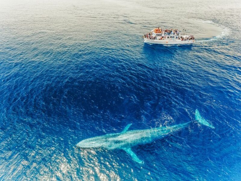 Newport Beach: 2-Hour Whale Watching Tour - Final Thoughts