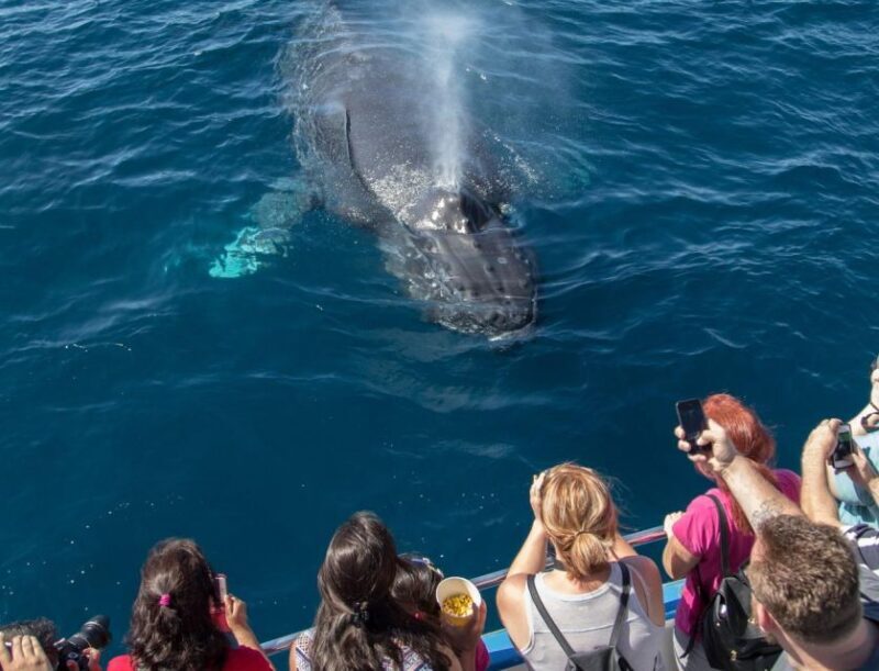 Newport Beach: Luxury Whale Watching Catamaran Cruise - What Makes This Whale Watching Cruise Stand Out