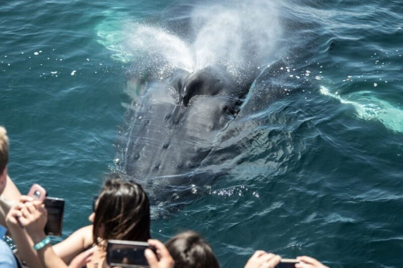 Newport Beach: Luxury Whale Watching Catamaran Cruise - What to Expect During the Tour