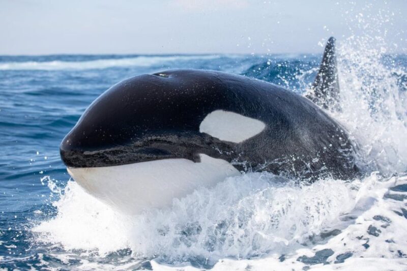 Newport Beach: Luxury Whale Watching Catamaran Cruise - The Value of the Experience