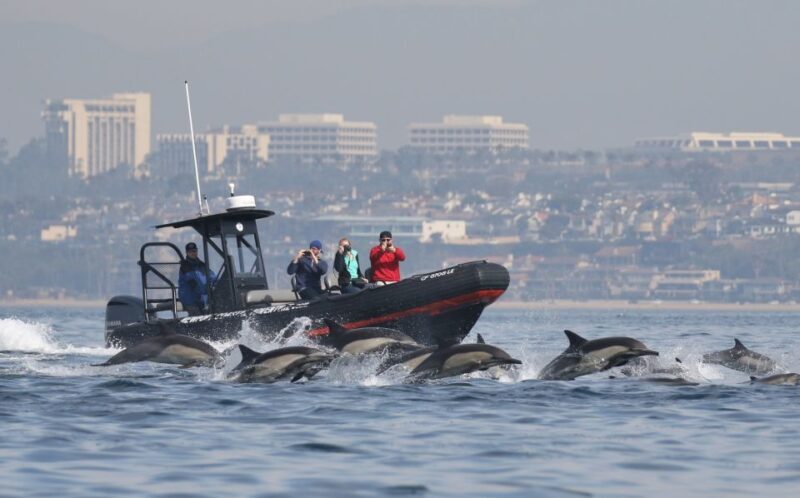 Newport Beach: Ultimate Whale Watching Adventure - Practical Tips for Your Tour