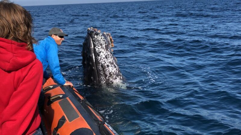 Newport Beach: Ultimate Whale Watching Adventure - Who Will Love This Experience?