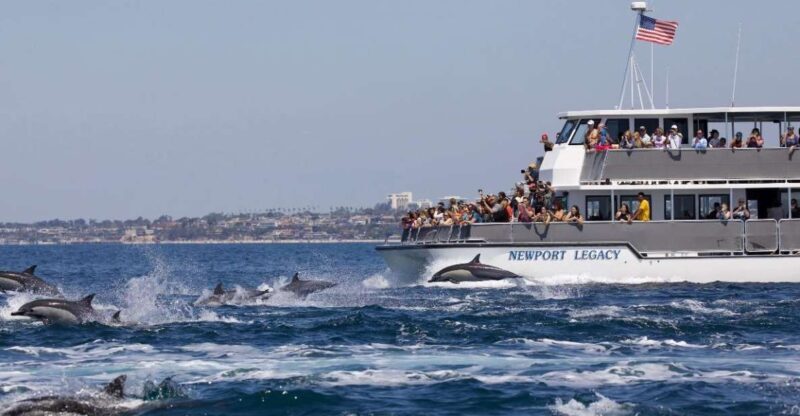 Newport Beach: Whale and Dolphin-Watching Cruise - An In-Depth Look at the Newport Beach Whale and Dolphin-Watching Cruise