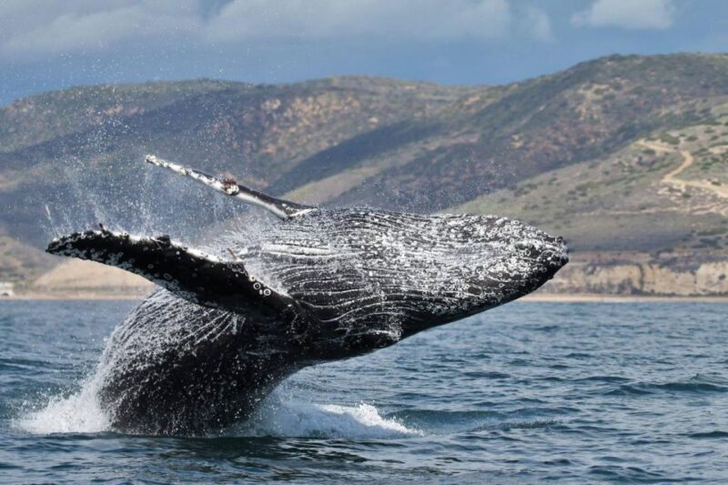Newport Beach: Whale and Dolphin-Watching Cruise - Frequently Asked Questions