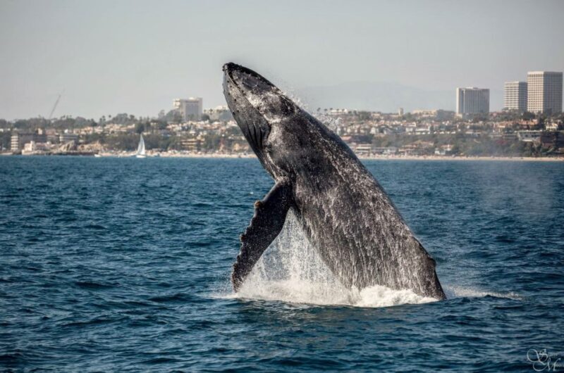 Newport Beach: Year-Round Whale Watching Cruise - Key Points