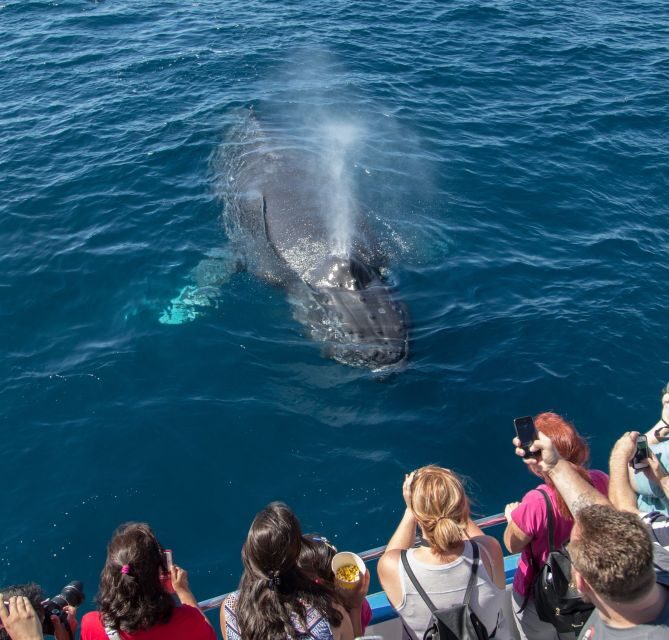 Newport Beach: Year-Round Whale Watching Cruise - An Honest Look at the Newport Beach Whale Watching Experience