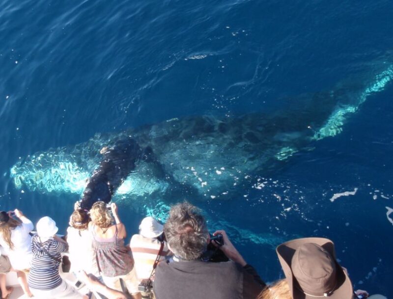 Newport Beach: Year-Round Whale Watching Cruise - FAQ