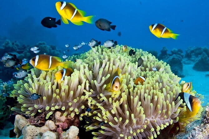Nha Trang Bay Day Tour: Snorkeling, Fishing, BBQ Lunch & Relaxing - A Complete Breakdown of the Tour Experience