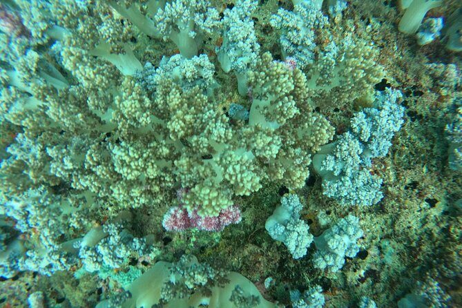 Nha Trang Day Tours Snorkeling And BBQ Onboard - Who Will Love This Tour?