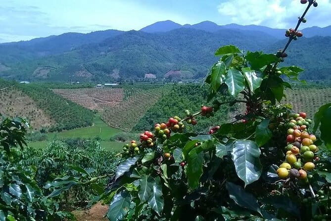 Nha Trang relaxing with Indian Auyverdic herbal spa and massage half day tour - Detailed Breakdown of the Itinerary