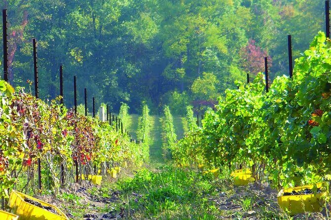 Niagara County Wine Tour and Tasting - An In-Depth Look at the Niagara County Wine Tour and Tasting