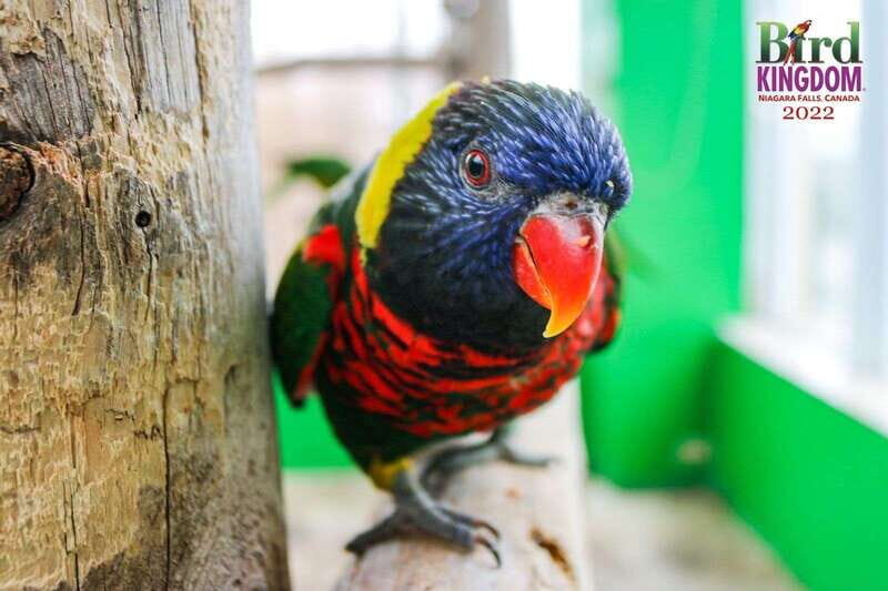 Niagara Falls, Canada: Bird Kingdom Entry Ticket - A Day at Bird Kingdom: The Detailed Experience