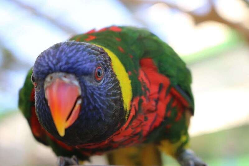 Niagara Falls, Canada: Bird Kingdom Entry Ticket - Practical Tips for Visiting