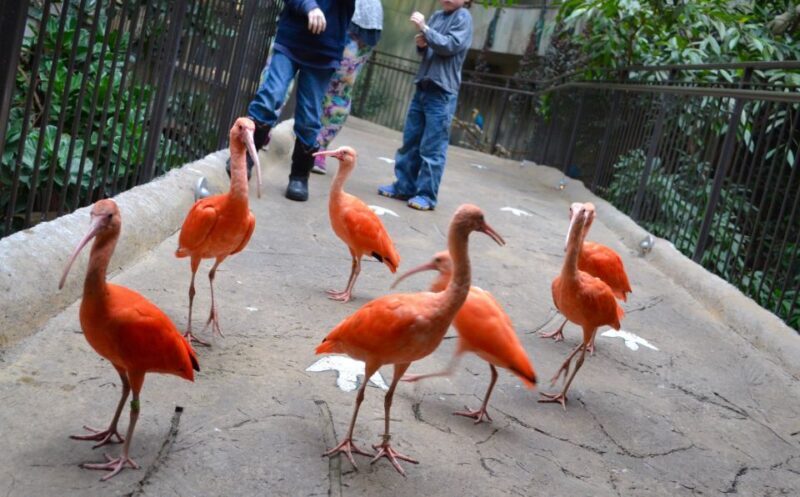 Niagara Falls, Canada: Bird Kingdom Entry Ticket - Final Thoughts: Is Bird Kingdom Right for You?