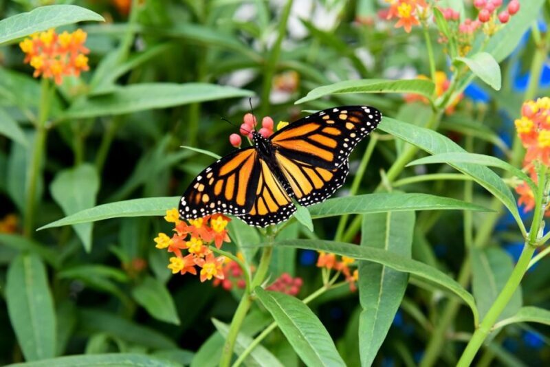 Niagara Falls, Canada: Butterfly Conservatory Admission - An Introduction to the Butterfly Conservatory Experience