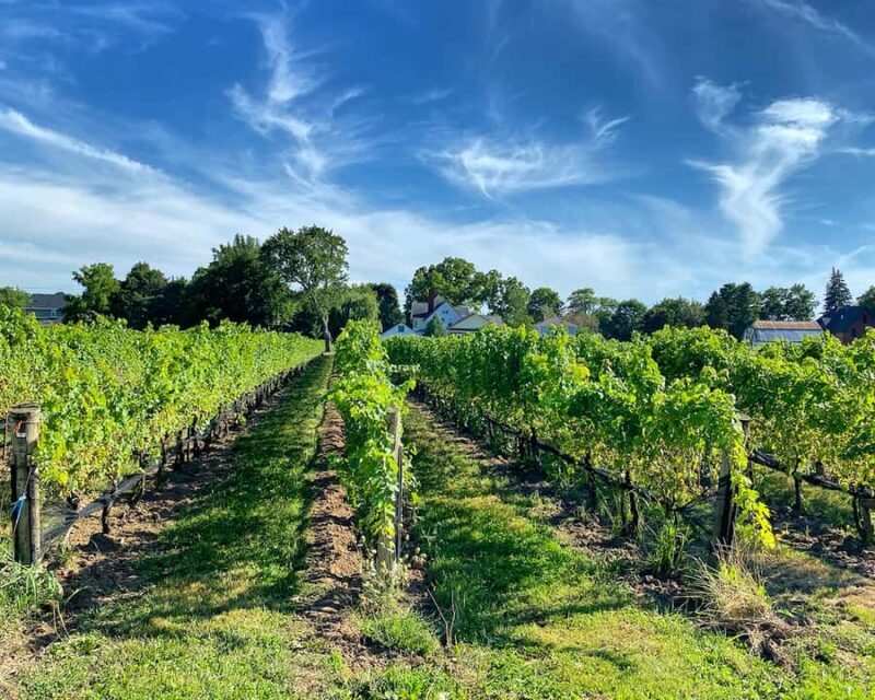 Niagara: Lunch in the Vineyard Experience - Analyzing the Price and Value