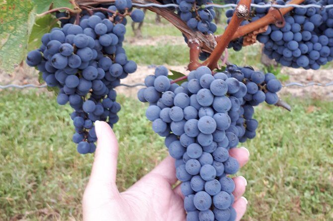 Niagara-on-the-Lake Wine Aft Tour with Cheese from Niagara Falls - FAQs