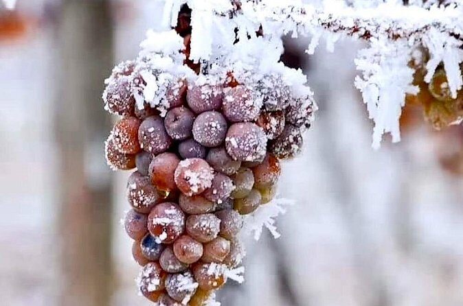 Niagara Taste Trio Winery Tours with Wine Tastings and Pairings - Key Points