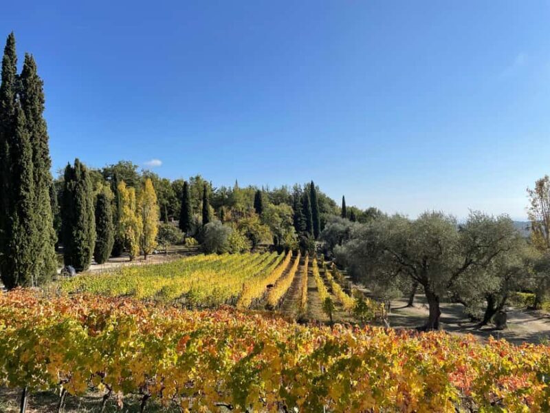 Nice: Full-Day Côtes de Provence Wine Tour - Introduction