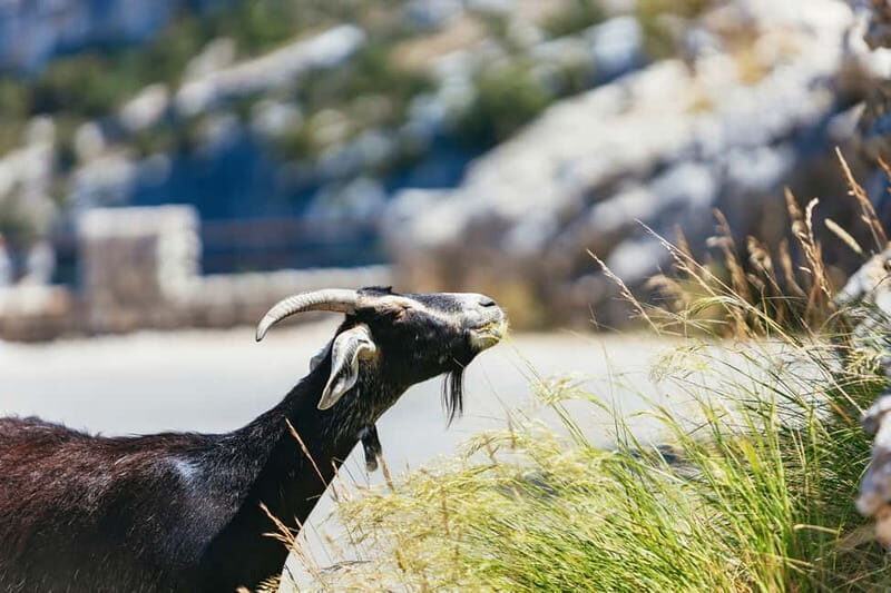 Nice: Gorges of Verdon and Fields of Lavender Tour - FAQ