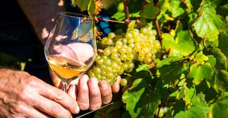 Nice: Provence Village Tour with Wine and Produce Tasting - A Deep Dive into the Experience