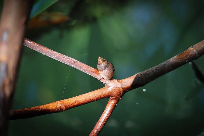 Nichupte Lagoon! Mangrove Kayaking Experience from Cancun - Frequently Asked Questions