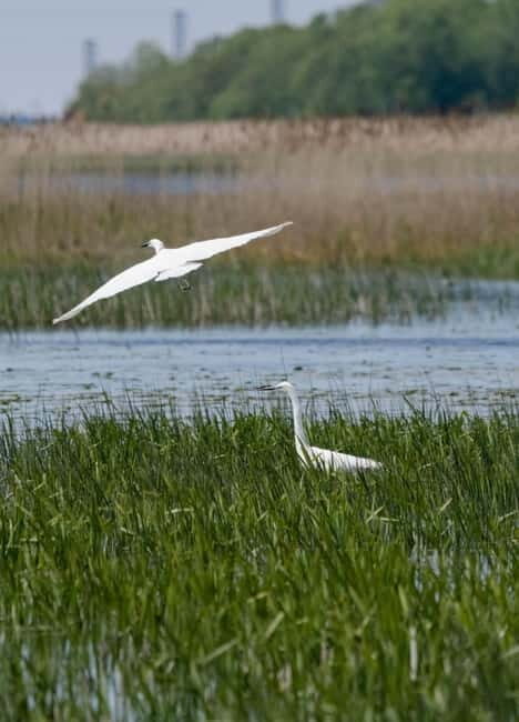 Nida: Bird-Watching Adventure in Nemunas Delta - Authentic Experiences and Traveler Perspectives