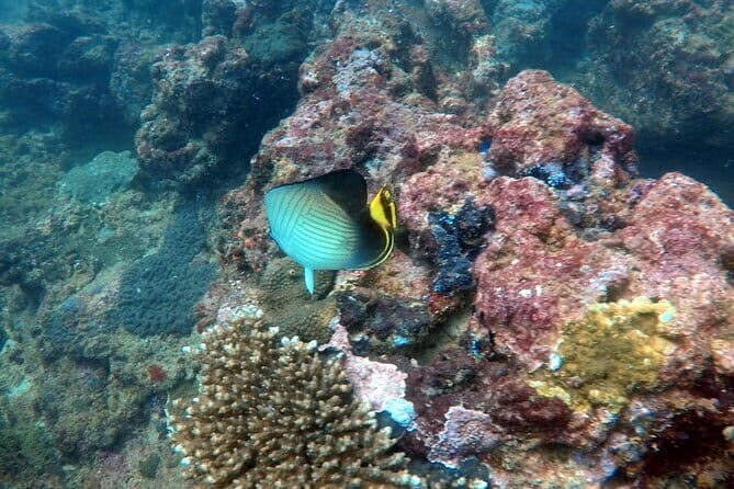 Night Diving in Negombo - Night Diving in Negombo: An Underwater Adventure After Dark