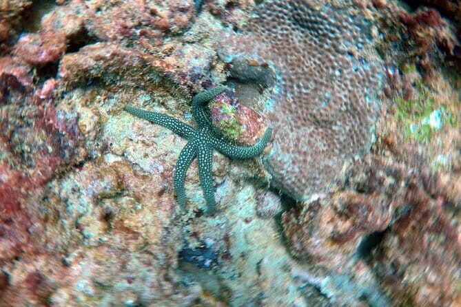 Night Diving in Negombo - Key Points