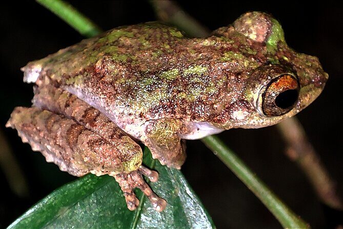 Night Froggy Adventure at Kubah National Park - A Deep Dive into the Night Froggy Adventure