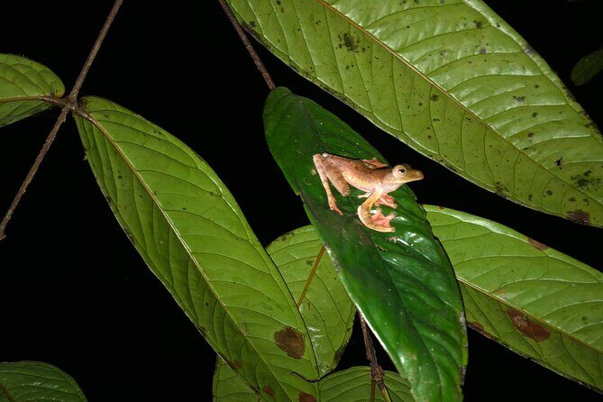 Night Frogs Tour at Kubah National Park - A Deep Dive into the Night Frogs Tour at Kubah National Park