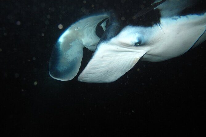 Night Manta Ray Tour | Departs from Keauhou Bay - An Overview of the Experience