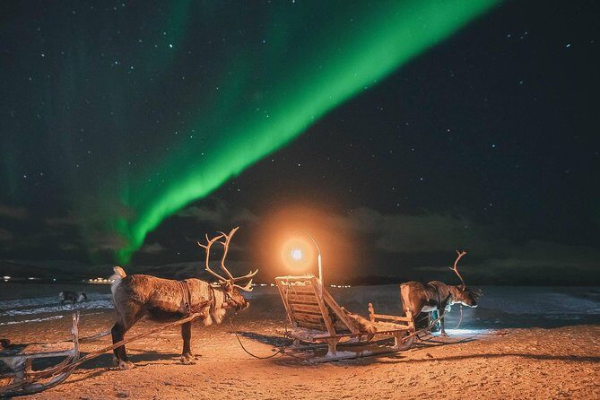 Night Reindeer Sledding with Camp Dinner and Chance of Northern Lights - An In-Depth Look at the Experience