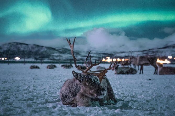 Night Reindeer Sledding with Camp Dinner and Chance of Northern Lights - Final Thoughts