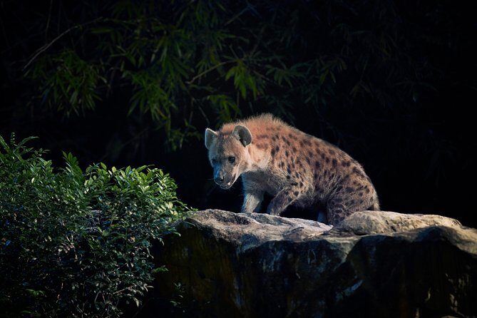 Night Safari Tour with Transfer - FAQ
